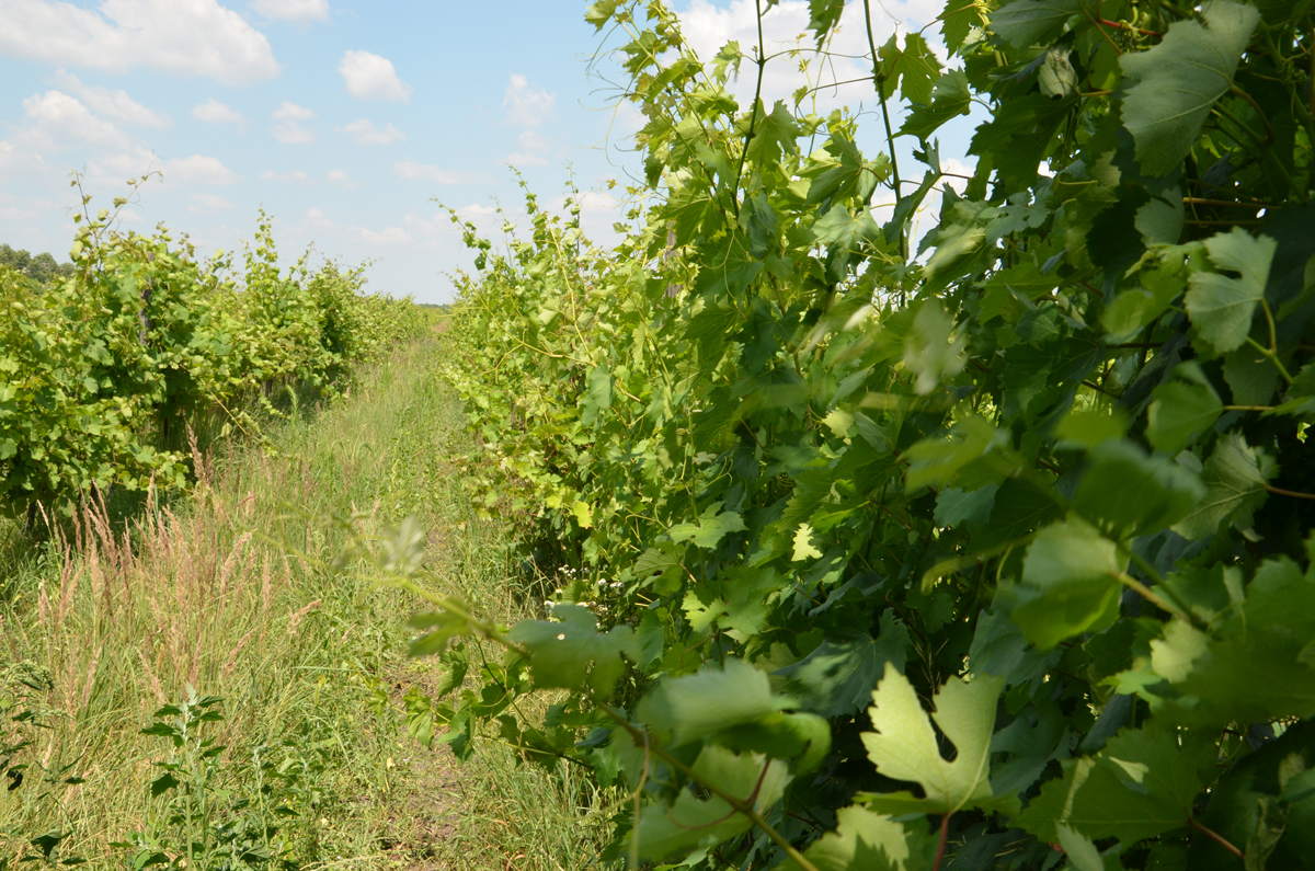 Weinbaugebiet Neusiedlersee - Lerchenfeld Pamhagen (c) Isabella Andert