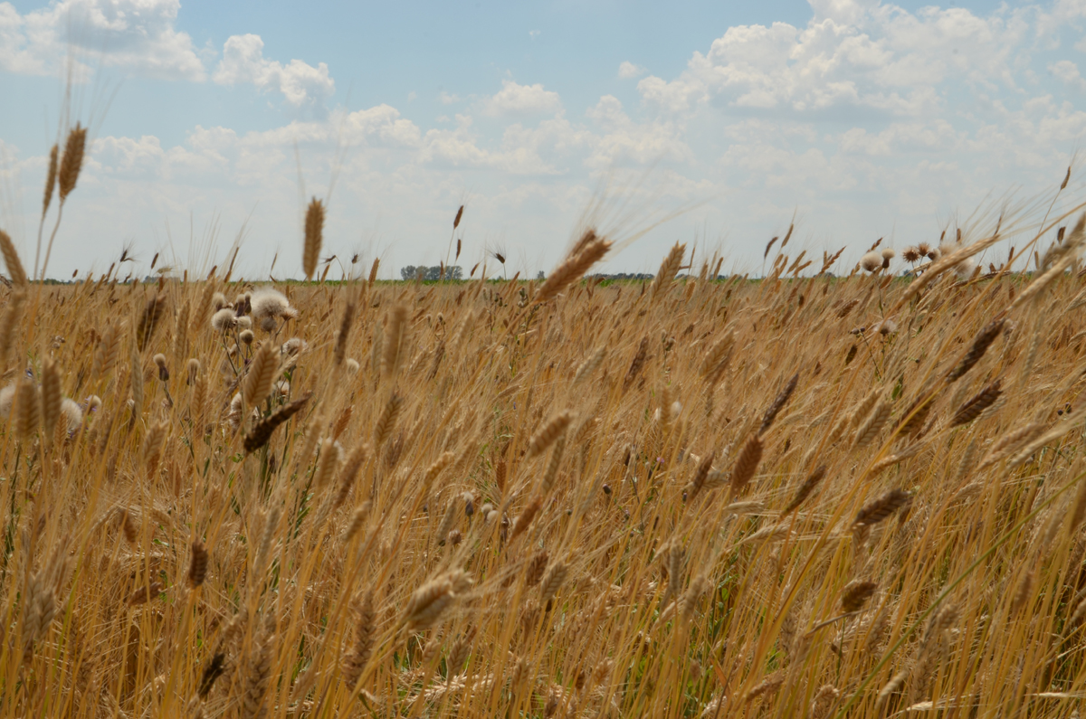 Weinbaugebiet Neusiedlersee - Weizenfeld in Pamhagen (c) Isabella Andert