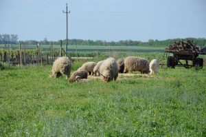 Schafe am Lerchenfeld in Pamhagen (c) Isabella Andert